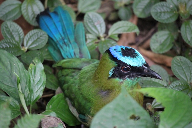 Pierella Ecological Garden コスタリカ　エコツーリズム　ファームステイ　コスパ最強　鳥