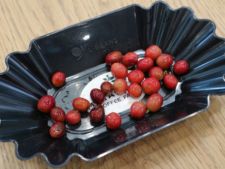 コーヒーチェリー