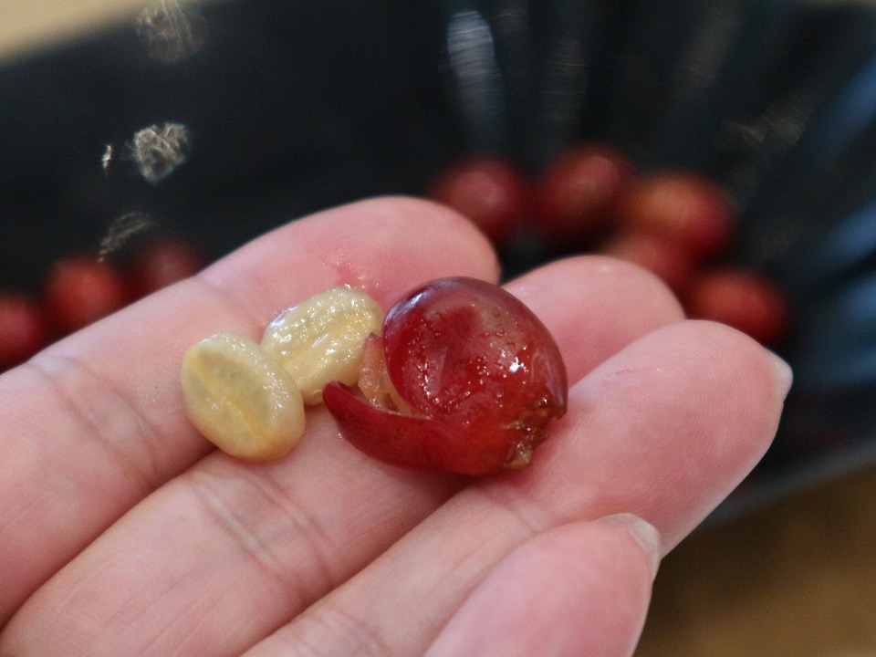 コーヒーチェリーを割ると中から豆が出てきます