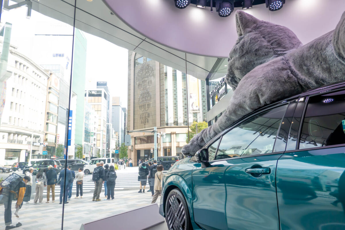 銀座猫 道路見てる