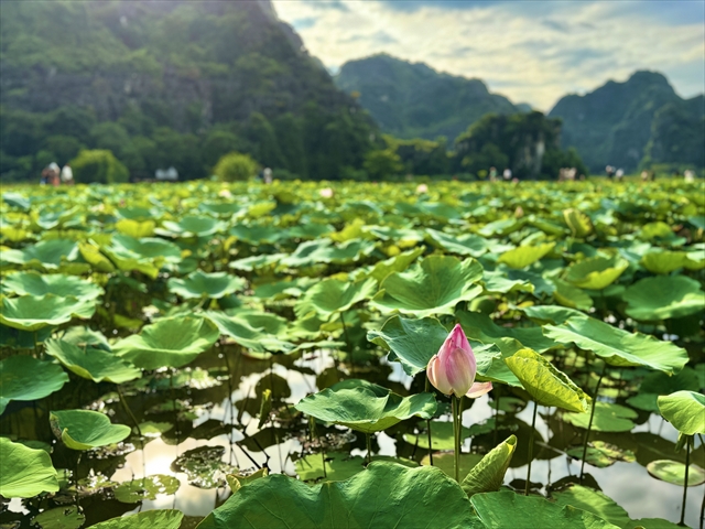 ムア洞窟　蓮池　つぼみ