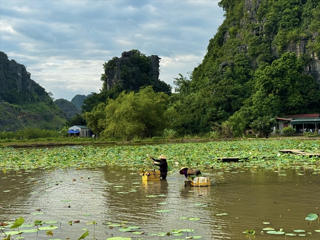 ムア洞窟　蓮池で作業する人々