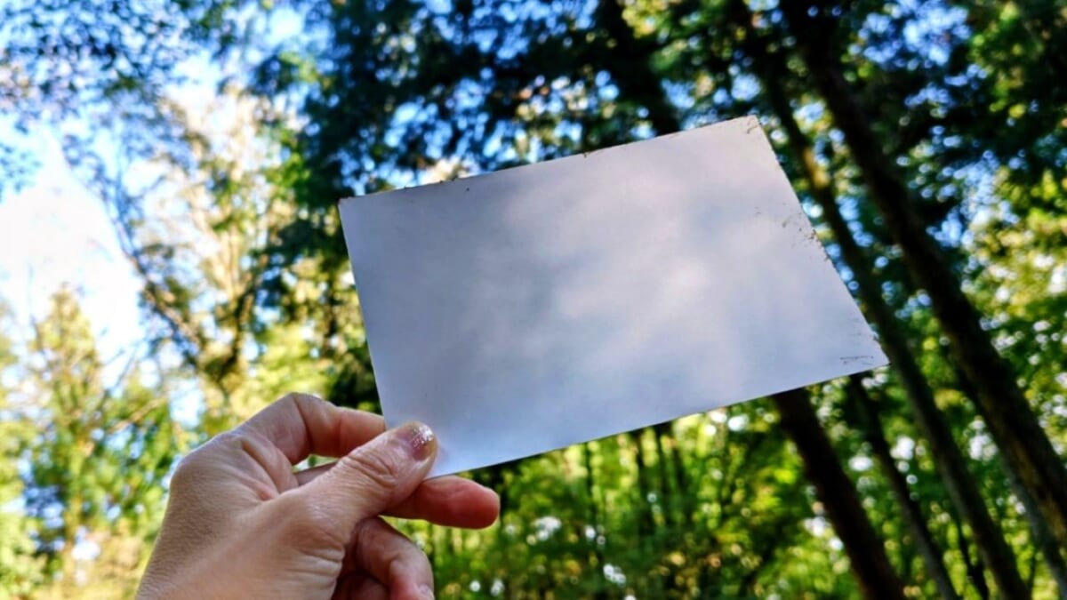 【日本ならではの遊び「木漏れ日キャッチ」とは？】森林浴の方法やモミの木豆知識も｜神奈川・相模原市「つちざわの森」