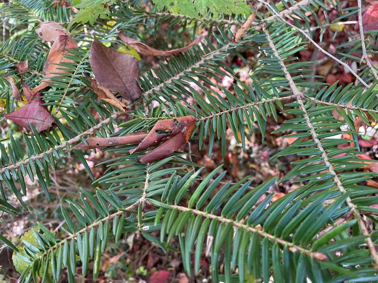 神奈川県相模原市・「つちざわの森」モミの木（画像提供：合同会社ヘリテッジキーパー「つちざわの森」）