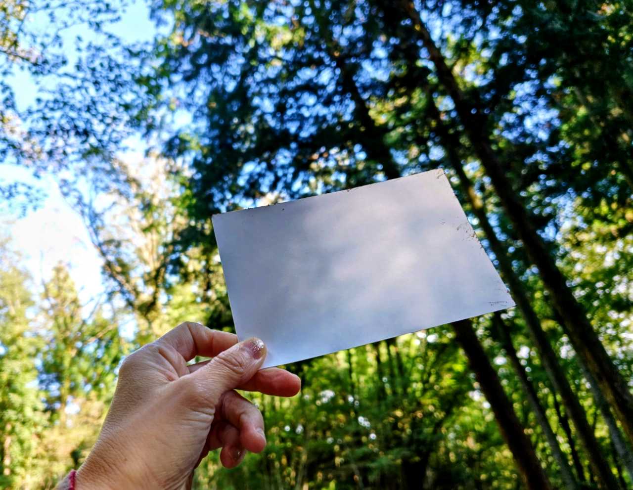 神奈川県相模原市・「つちざわの森」森林浴プログラム（木漏れ日キャッチ）