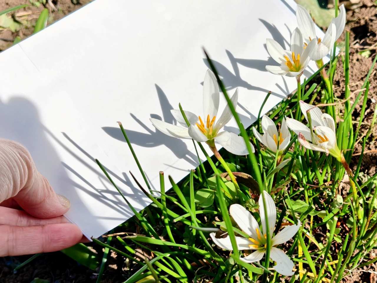 神奈川県相模原市・「つちざわの森」森林浴プログラム（木漏れ日キャッチ）4