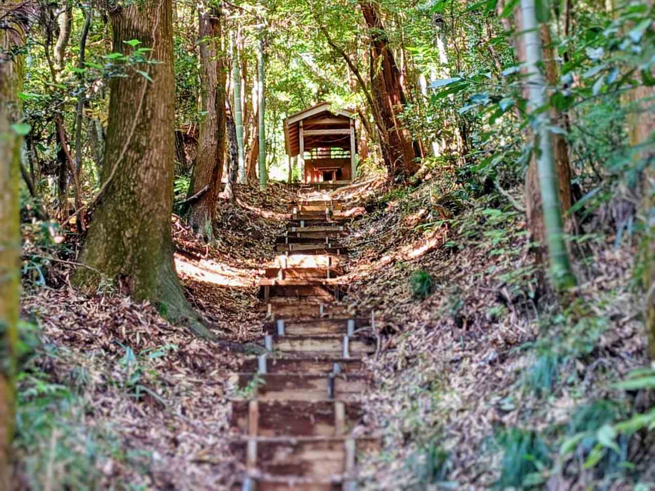 神奈川県相模原市・「つちざわの森」森の中3