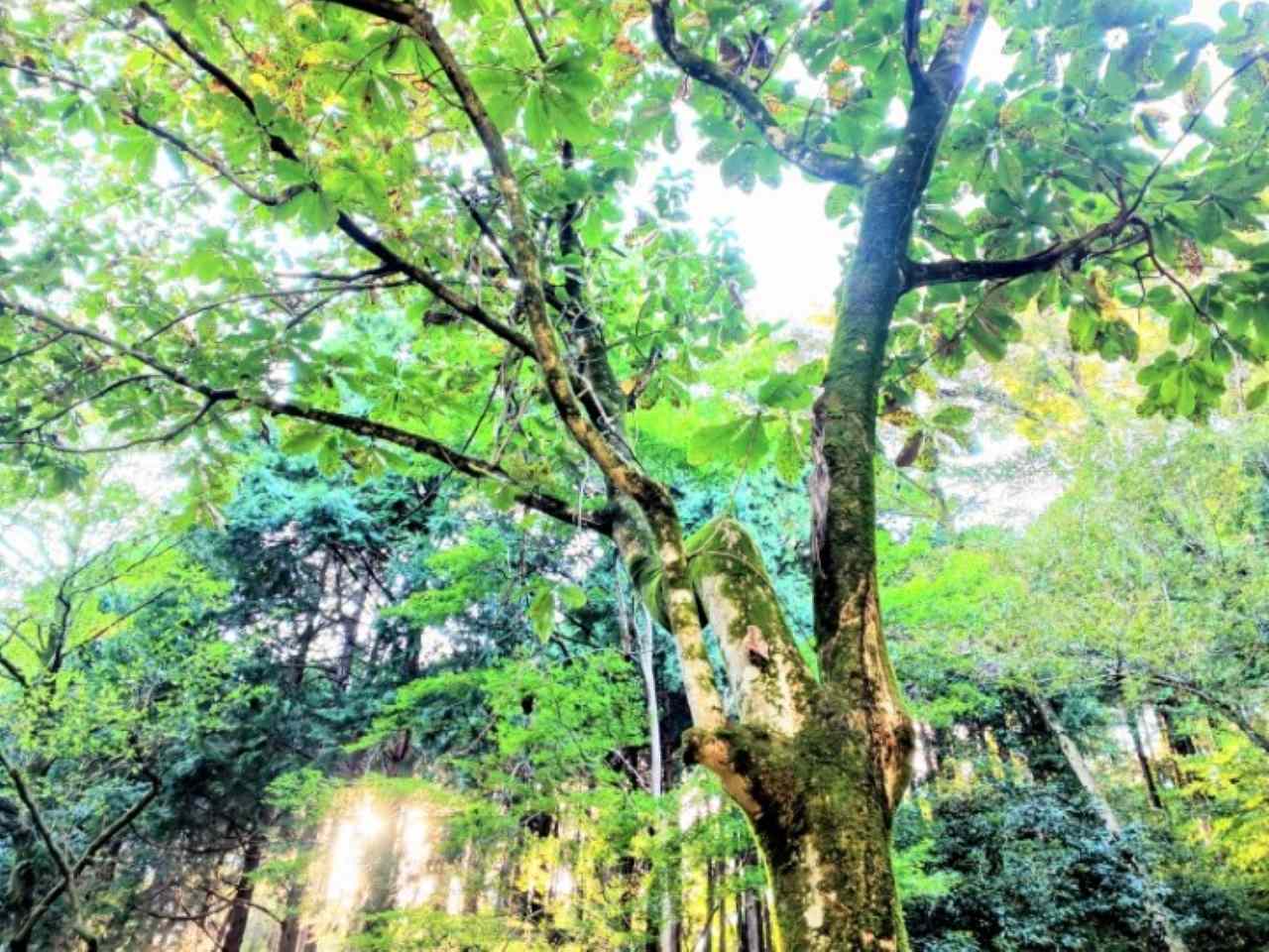 神奈川県相模原市・「つちざわの森」森の中4