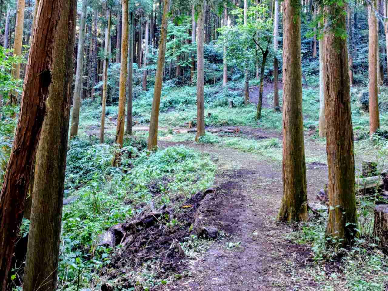 神奈川県相模原市・「つちざわの森」森の中