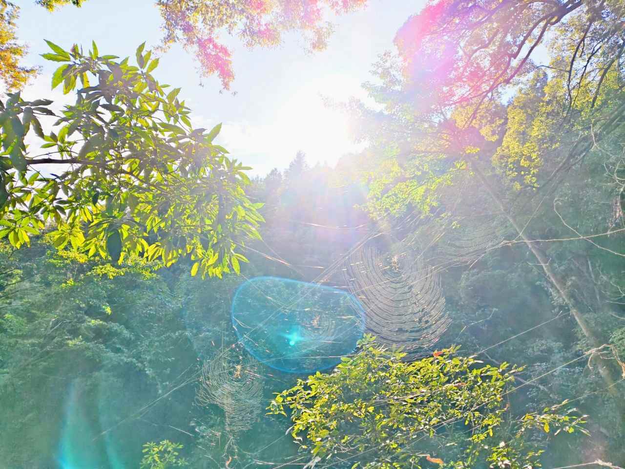 神奈川県相模原市・「つちざわの森」森の中2