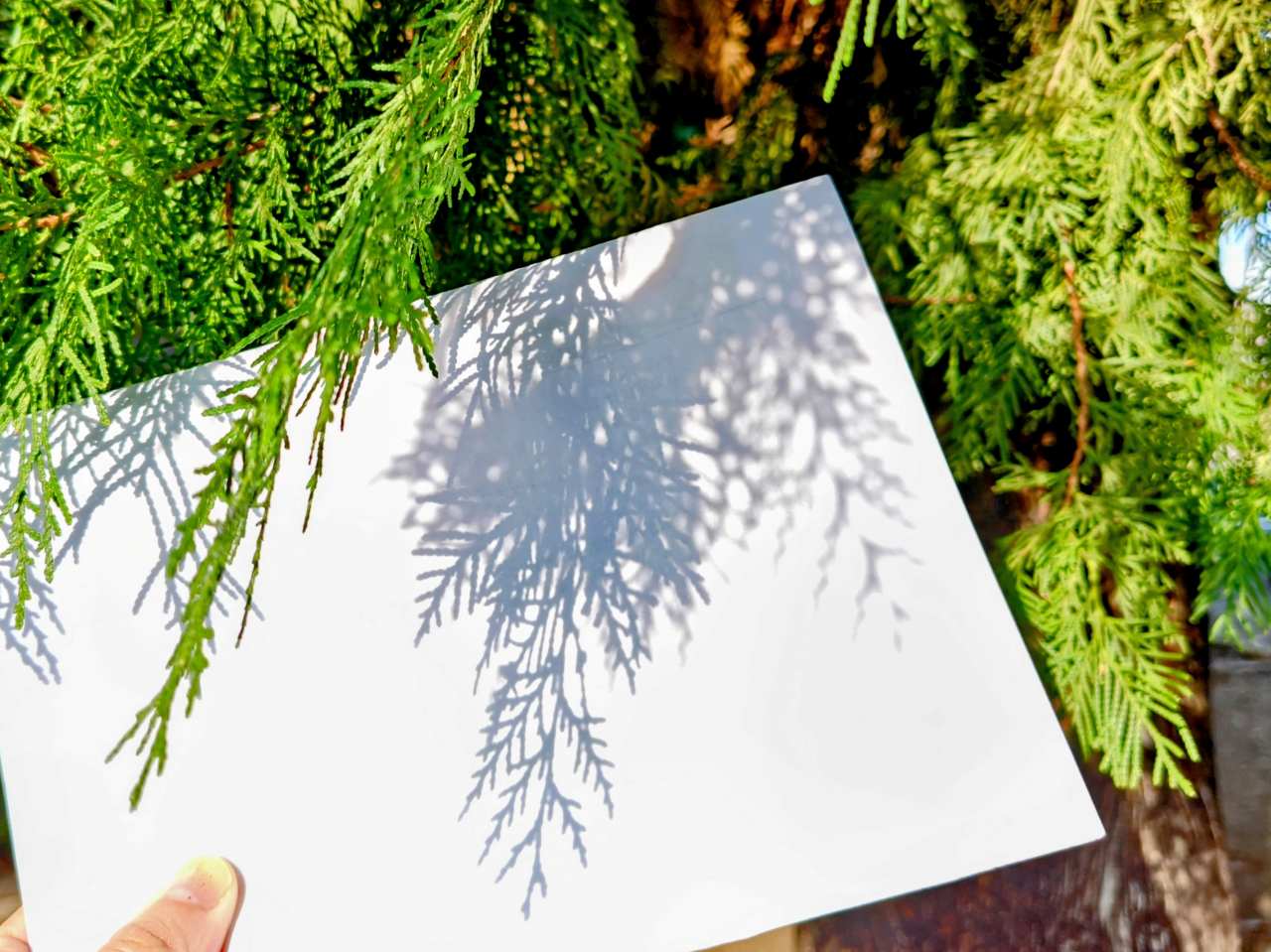 神奈川県相模原市・「つちざわの森」森林浴プログラム（木漏れ日キャッチ）2