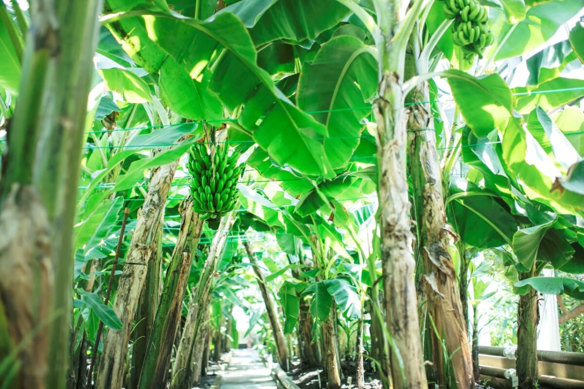 【伊豆・熱川バナナワニ園】個性豊かな6人の作家が表現！企画展「ワニのいるところ」開催