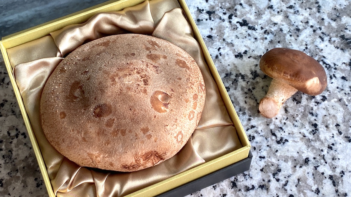 レンチナス奥羽伊勢
1玉入 The Rentinus 黑煌「艶麗（えんれい）」5,940円 通常の椎茸と大きさを比べてみた