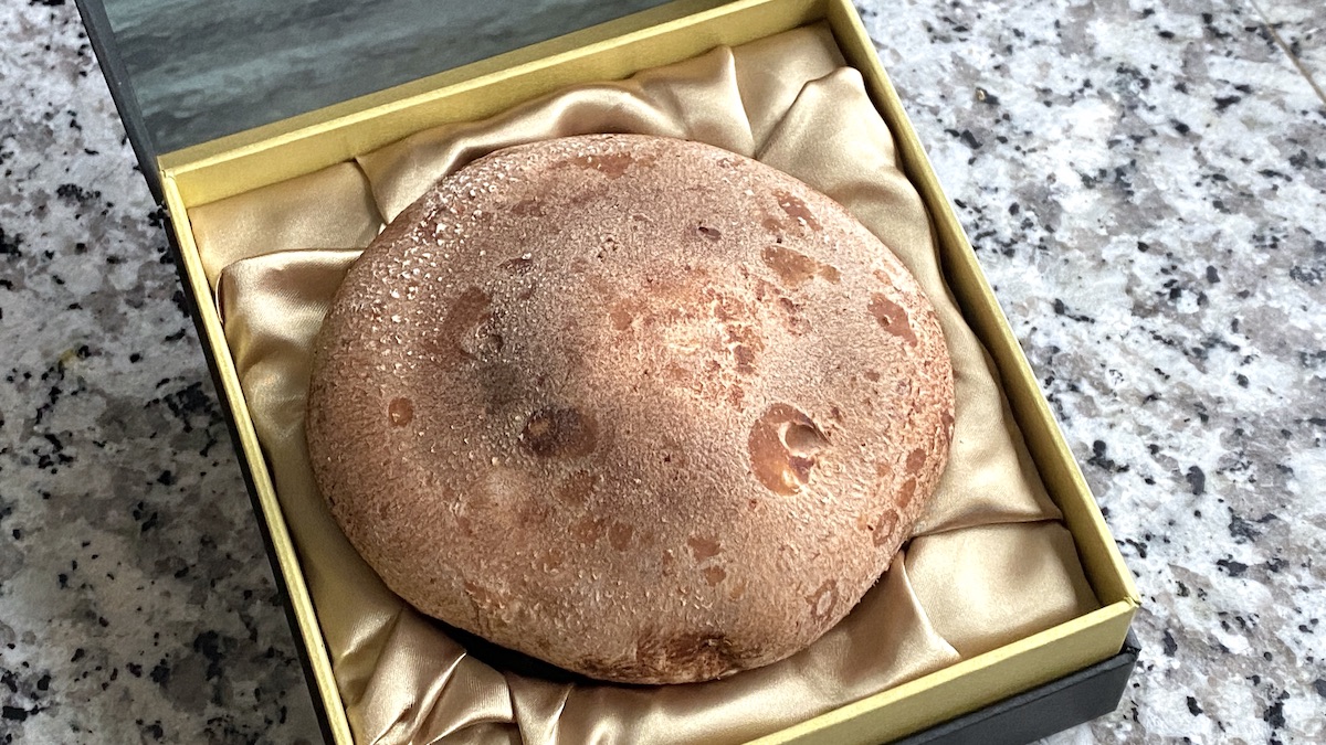 レンチナス奥羽伊勢 1玉入 The Rentinus 黑煌「艶麗(えんれい)」5,940円 開封