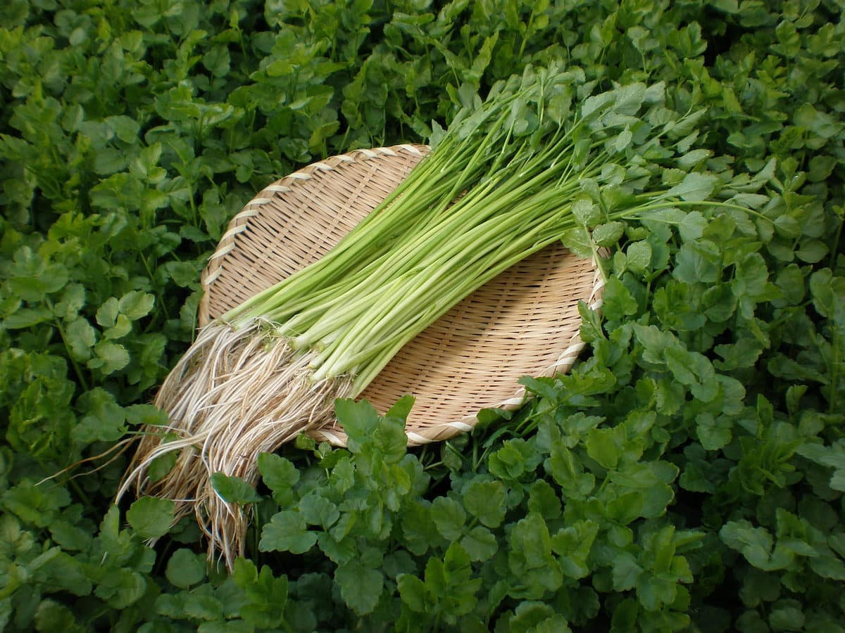 せり みやぎデジタルフォトライブラリー