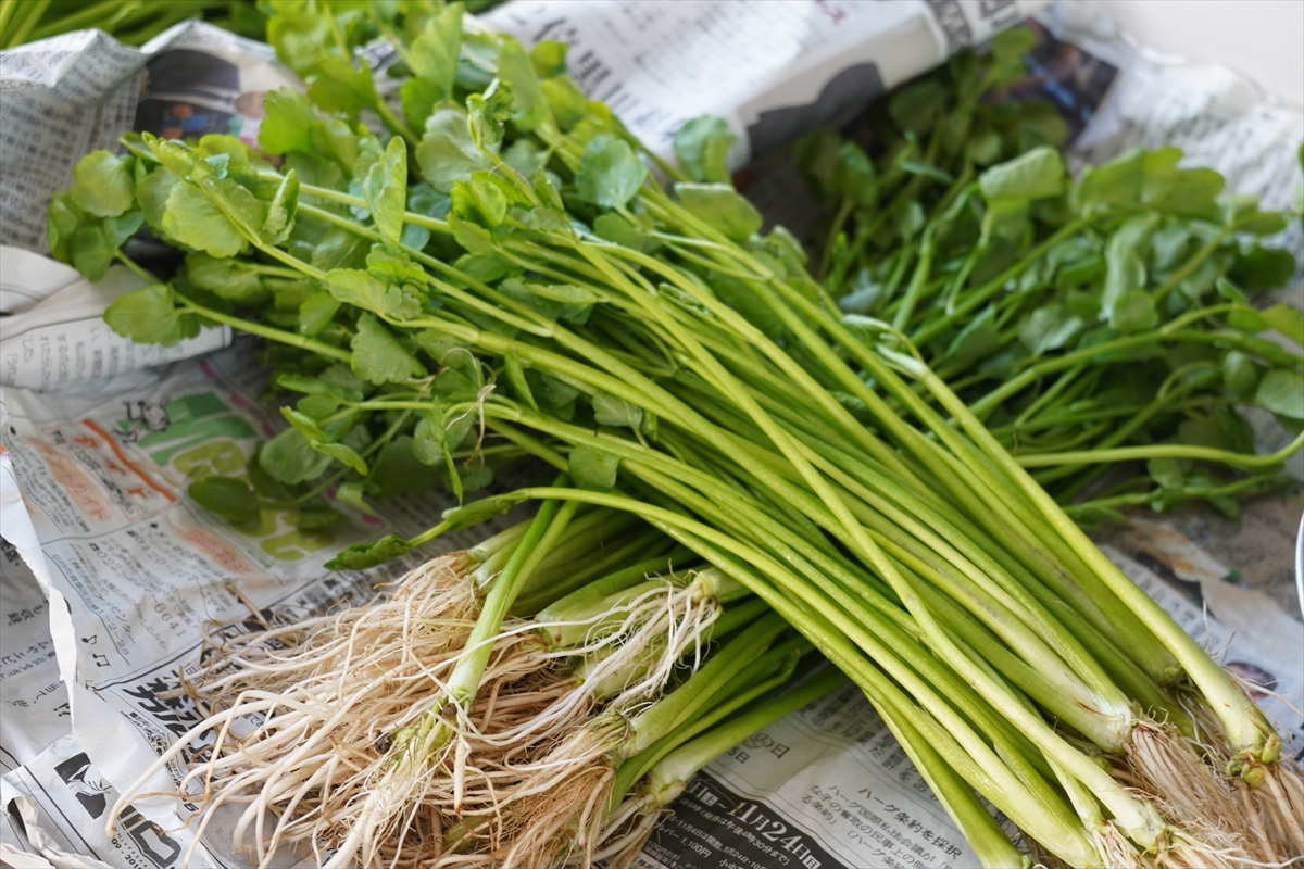 【ゆりあげ港朝市で名物 ・せり鍋まつり】2,000食を無料ふるまい！冬の味覚を心ゆくまで｜宮城県名取市