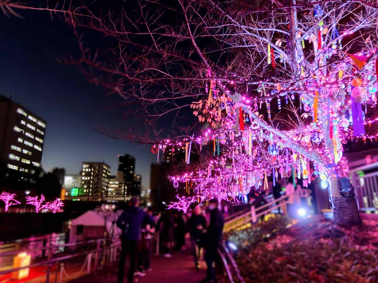 東京都品川区・「目黒川みんなのイルミネーション2025」みんなのきらきらのき3