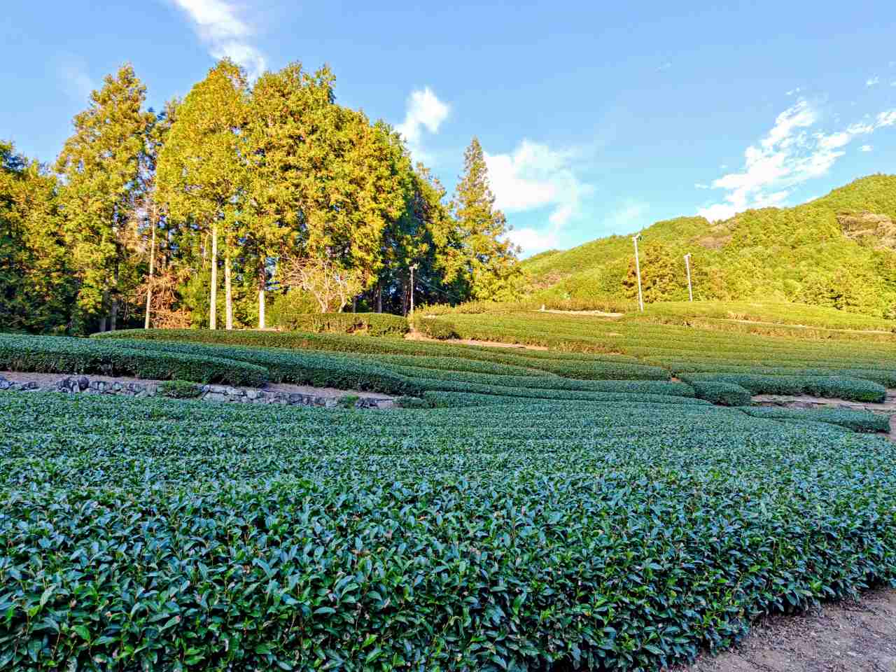 静岡県静岡市・「志田島園」体験プログラム 「茶畑・わさび田＆縁側カフェ」茶畑見学2