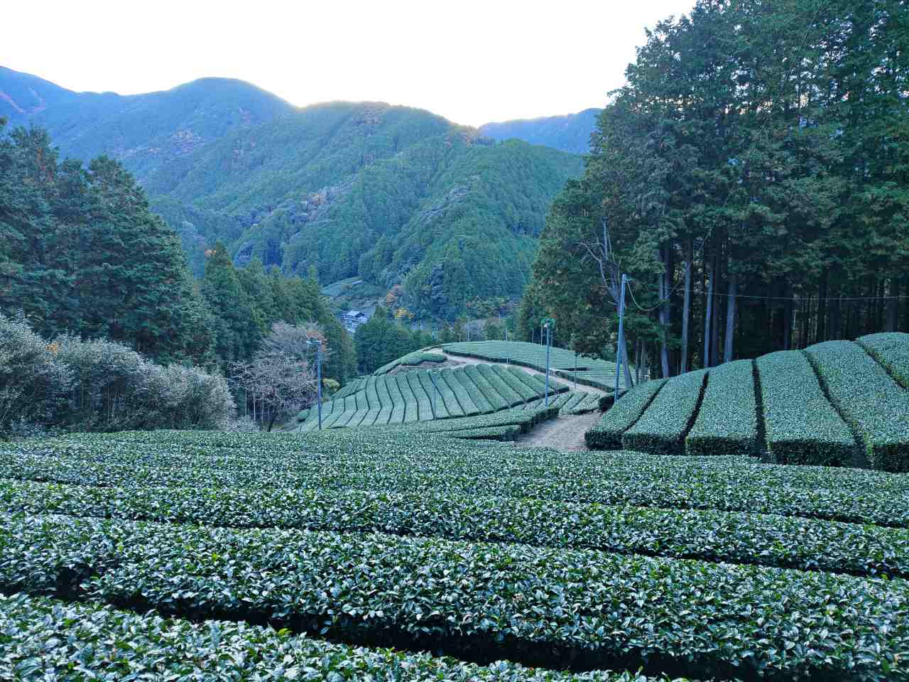 静岡県静岡市・「志田島園」体験プログラム 「茶畑・わさび田＆縁側カフェ」茶畑見学4