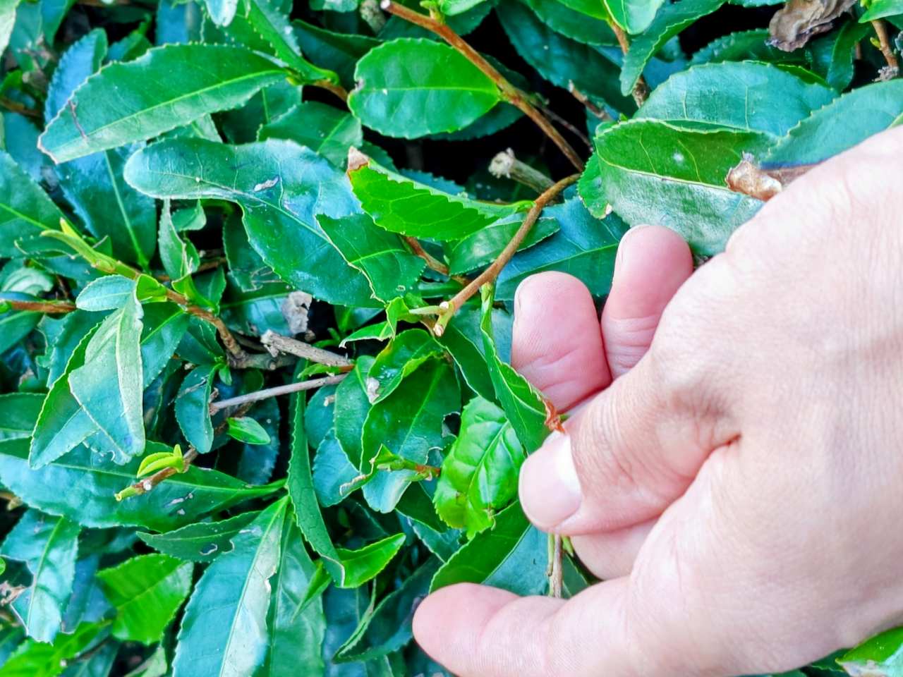 静岡県静岡市・「志田島園」体験プログラム 「茶畑・わさび田＆縁側カフェ」茶畑見学5