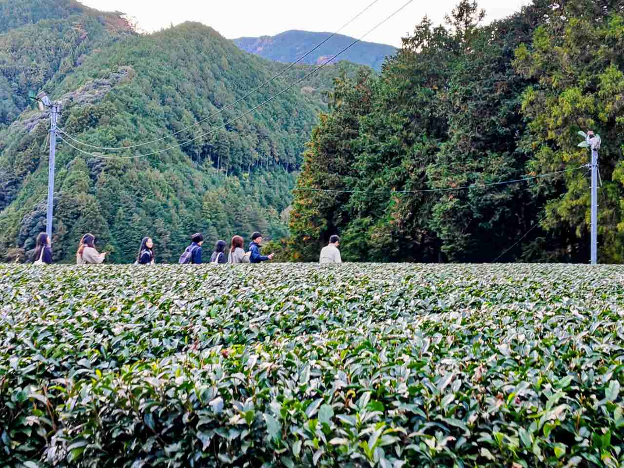 静岡県静岡市・「志田島園」体験プログラム 「茶畑・わさび田＆縁側カフェ」茶畑見学6