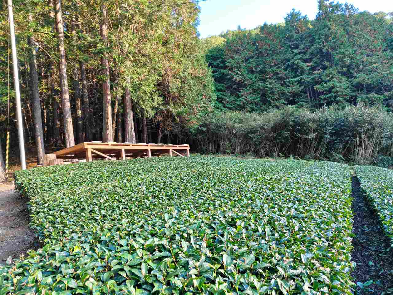 静岡県静岡市・「志田島園」体験プログラム 「茶畑・わさび田＆縁側カフェ」テラス席
