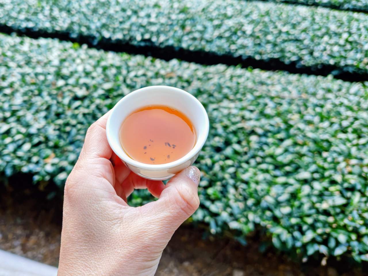 静岡県静岡市・「志田島園」体験プログラム 「茶畑・わさび田＆縁側カフェ」テラス席でのお茶飲み比べ体験（玉川紅茶）