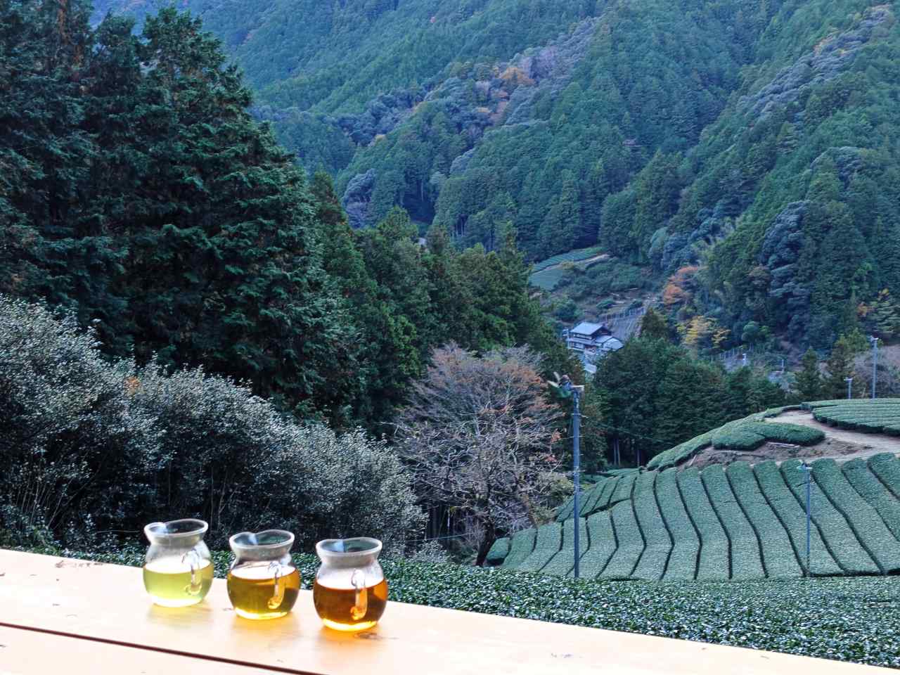 静岡県静岡市・「志田島園」体験プログラム 「茶畑・わさび田＆縁側カフェ」テラス席からの眺め2