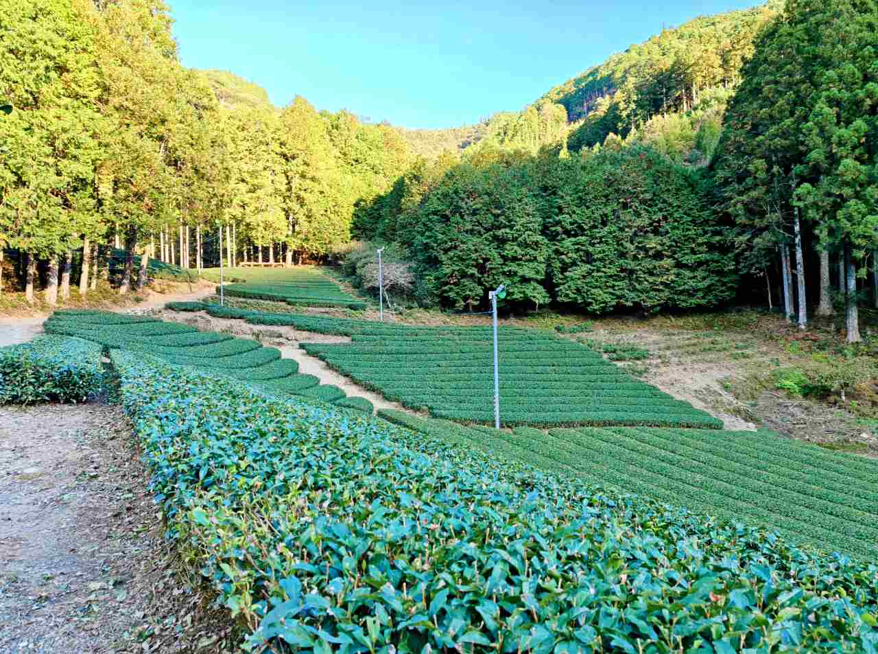 静岡県静岡市・「志田島園」体験プログラム 「茶畑・わさび田＆縁側カフェ」茶畑見学