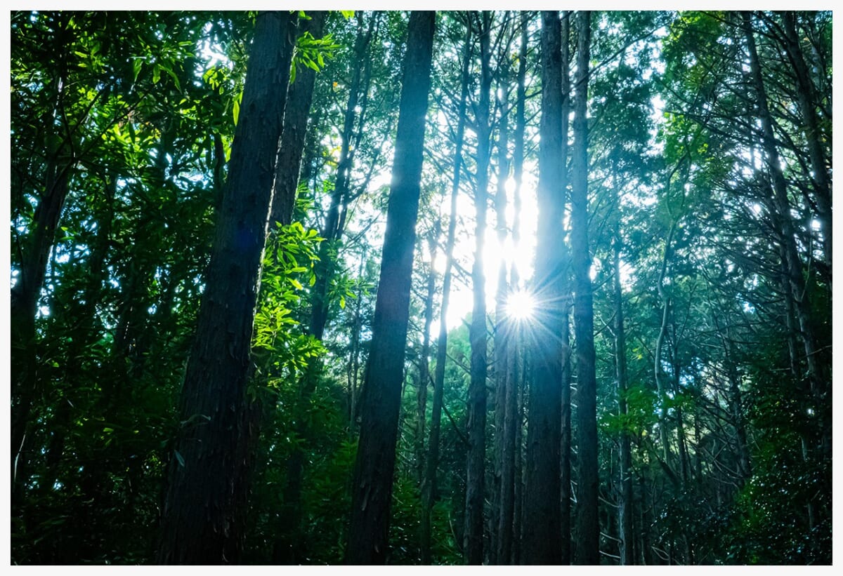 熊野古道　木漏れ日