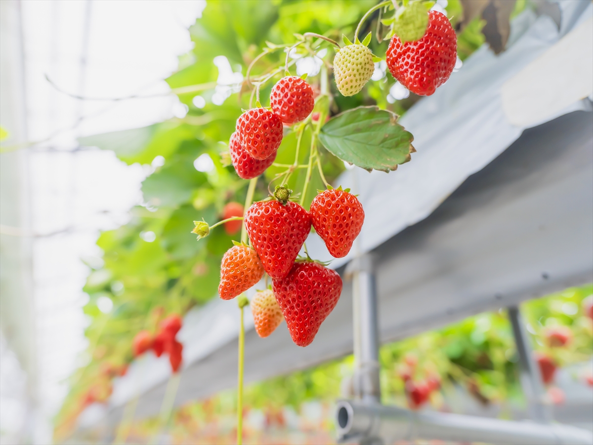 【千葉で完熟イチゴの摘み取り体験】観光農園「BerryBeanFARM（ベリービーンファーム）」がオープン