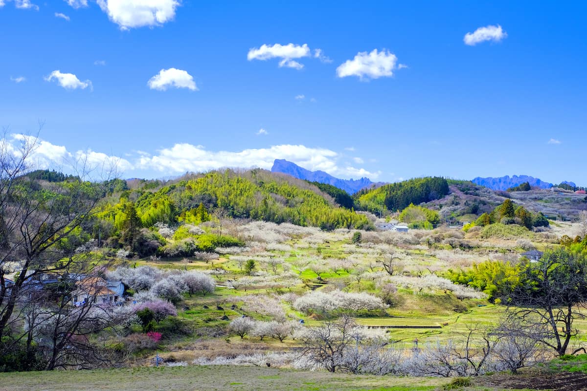 梅林と妙義山