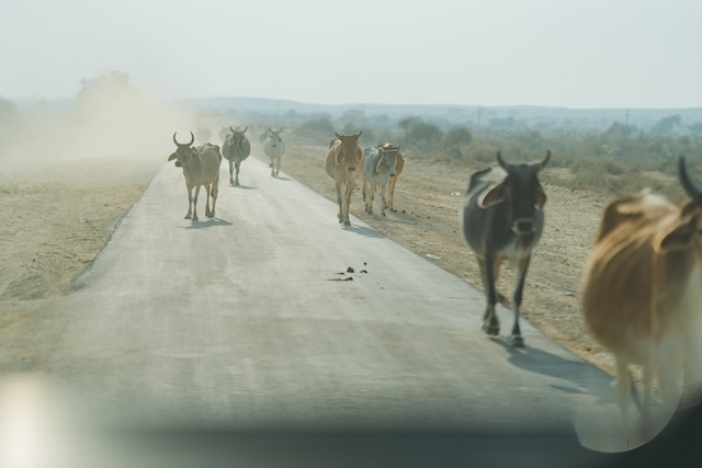 インドの道を歩く牛