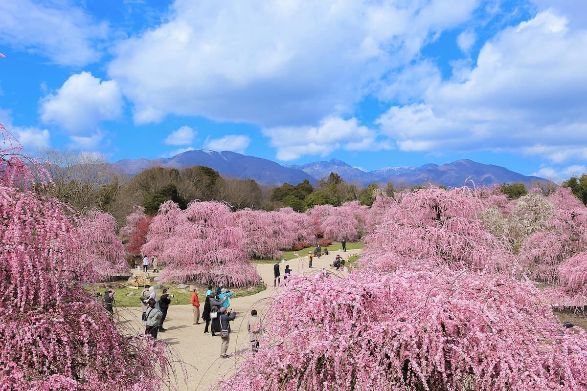【三重のしだれ梅が見頃！】約200本の梅の名木が見事な「鈴鹿の森庭園」｜幽玄な夜間ライトアップや幻想的なミストも