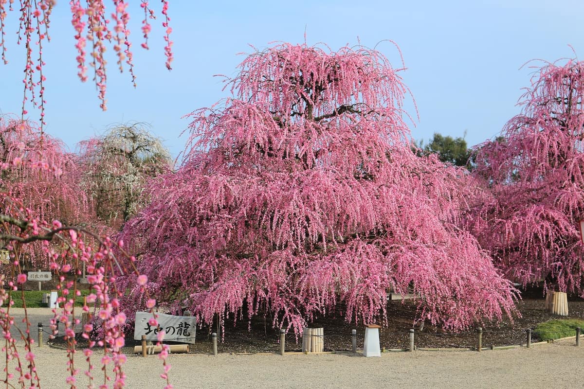 地を這うようなどっしりとした樹形の名木「地の龍」