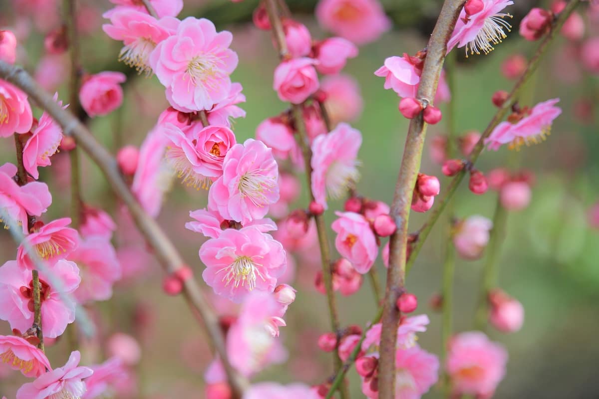 しだれ梅の代表品種「呉服しだれ」。匠の技により多くの花をつけます