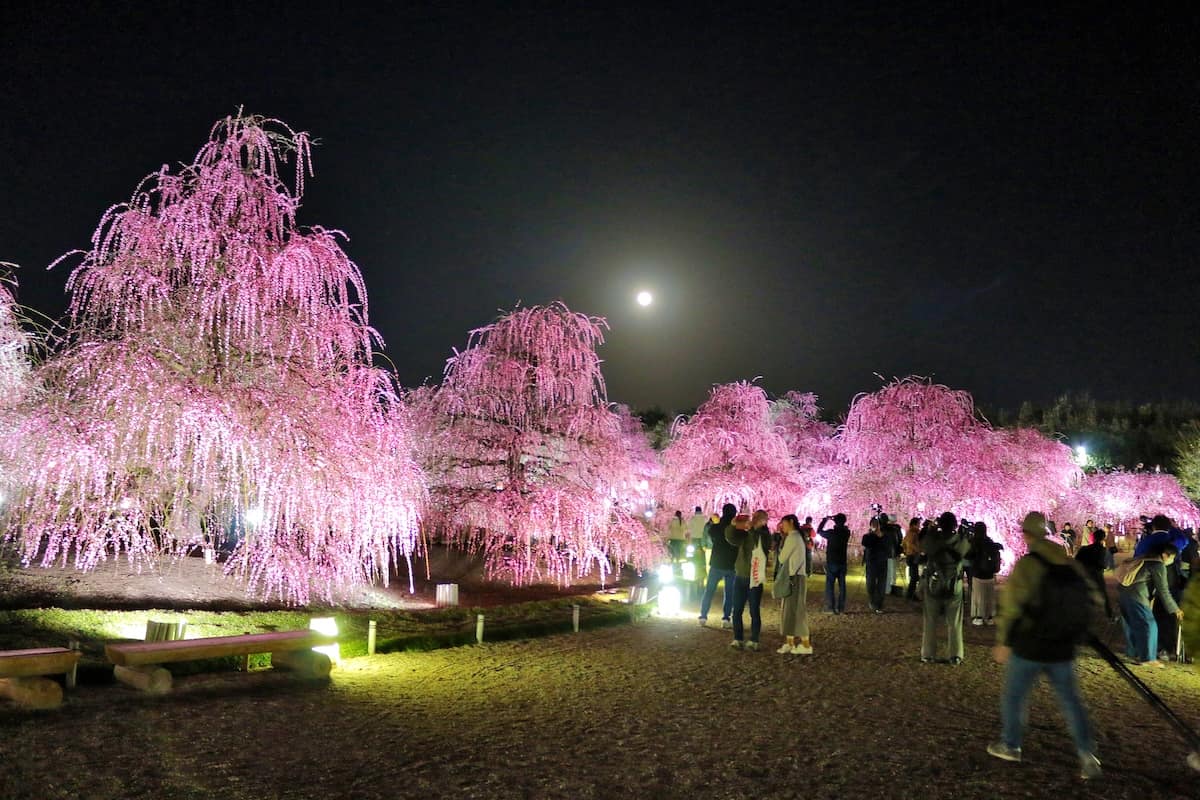 漆黒の闇に浮かび上がる名木