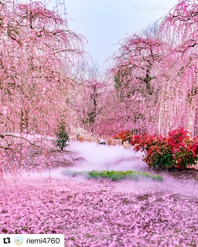 ミスト（霧）による演出（2025年フォトコン入賞作品 @riemi4760 様）