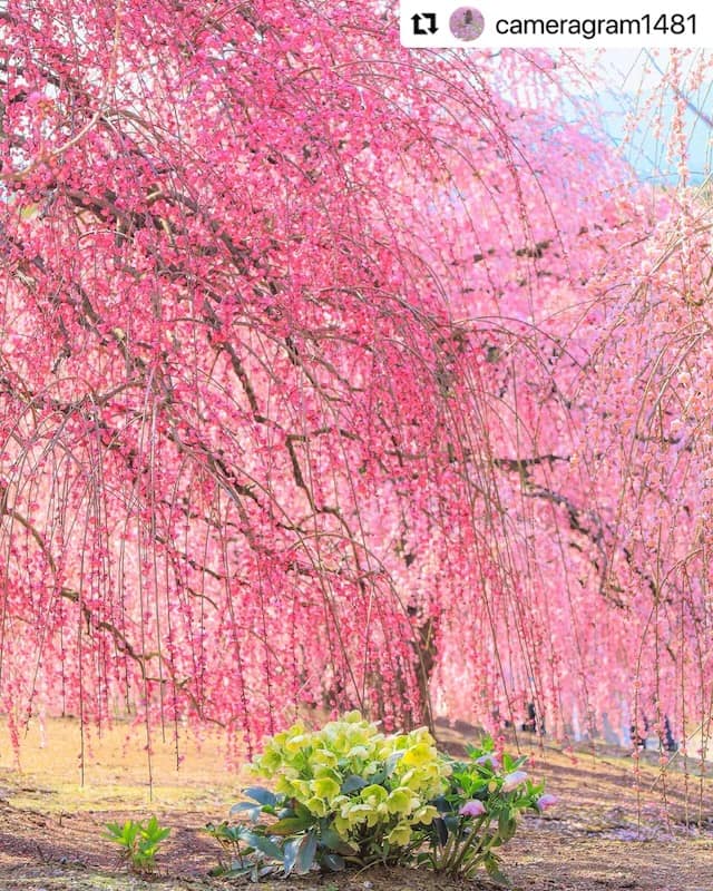 梅の名木の足元を彩るクリスマスローズ（2025年フォトコンテスト入賞作品 @cameragram1481 様