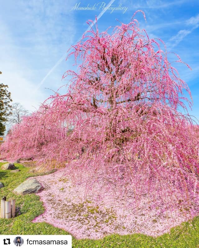 花びらが散ってからもピンクの絨毯が観賞できる（2024年フォトコンテスト入賞作品 @fcmasamasa様）