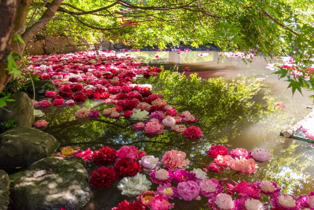 つくば牡丹園「PEONY GARDEN（ピオニー ガーデン）2026」期間限定でオープン！ グルメや体験企画も開催｜茨城県