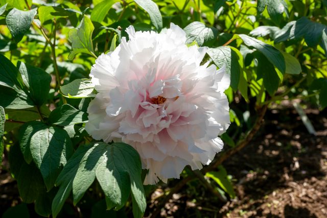 美しい牡丹と健康な土壌