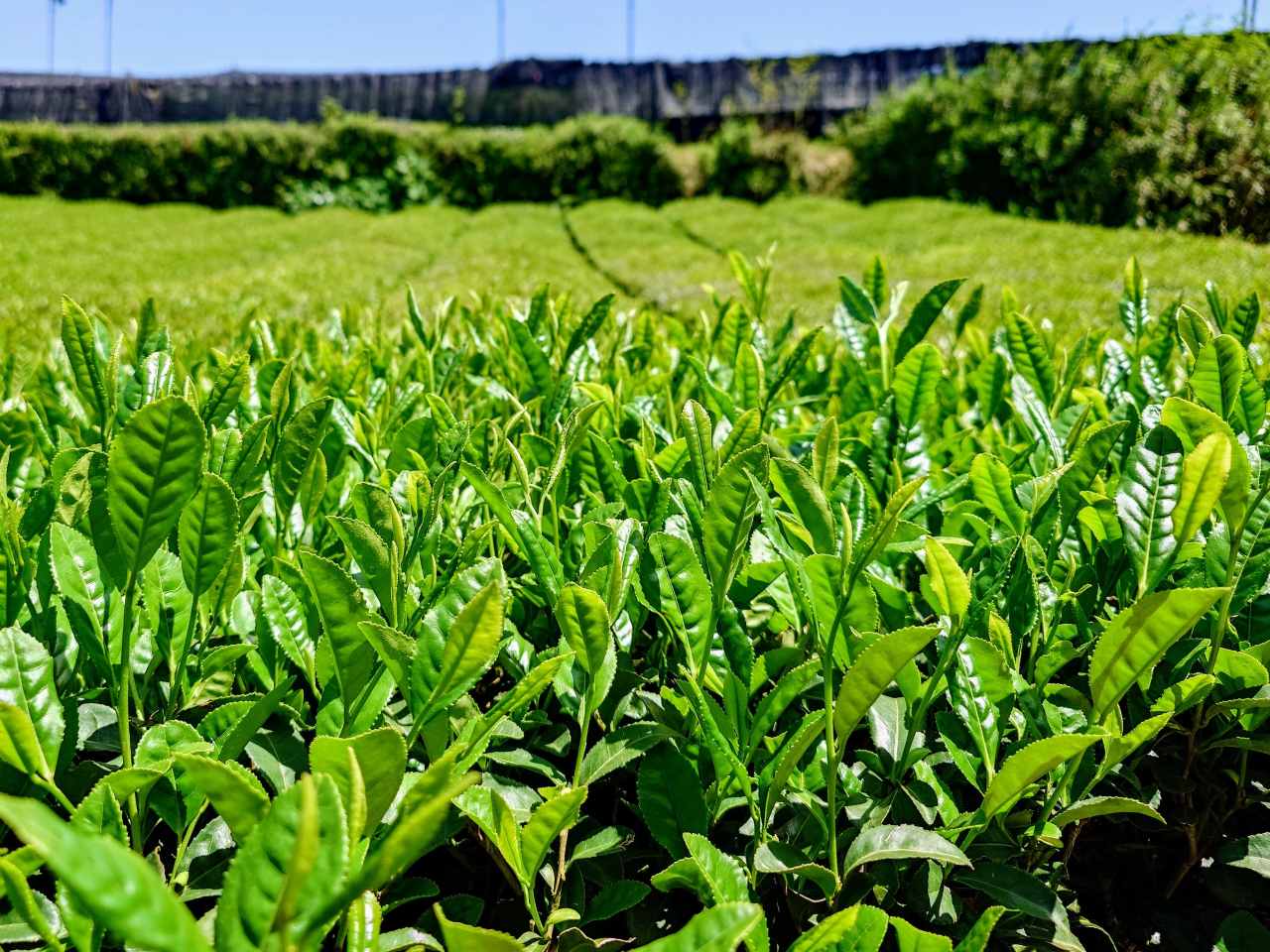 静岡県・「JAPAN TEA SHIZUOKA」(茶畑)