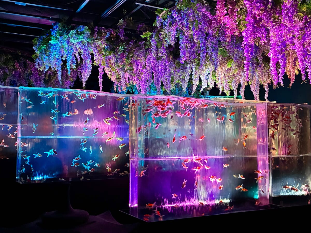 アートアクアリウム美術館 GINZA　藤　金魚の滝