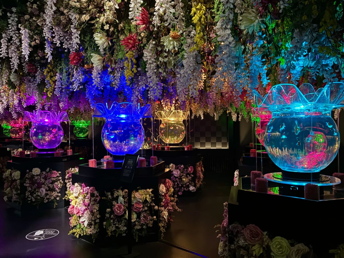 金魚　アートアクアリウム美術館 GINZA　花魁