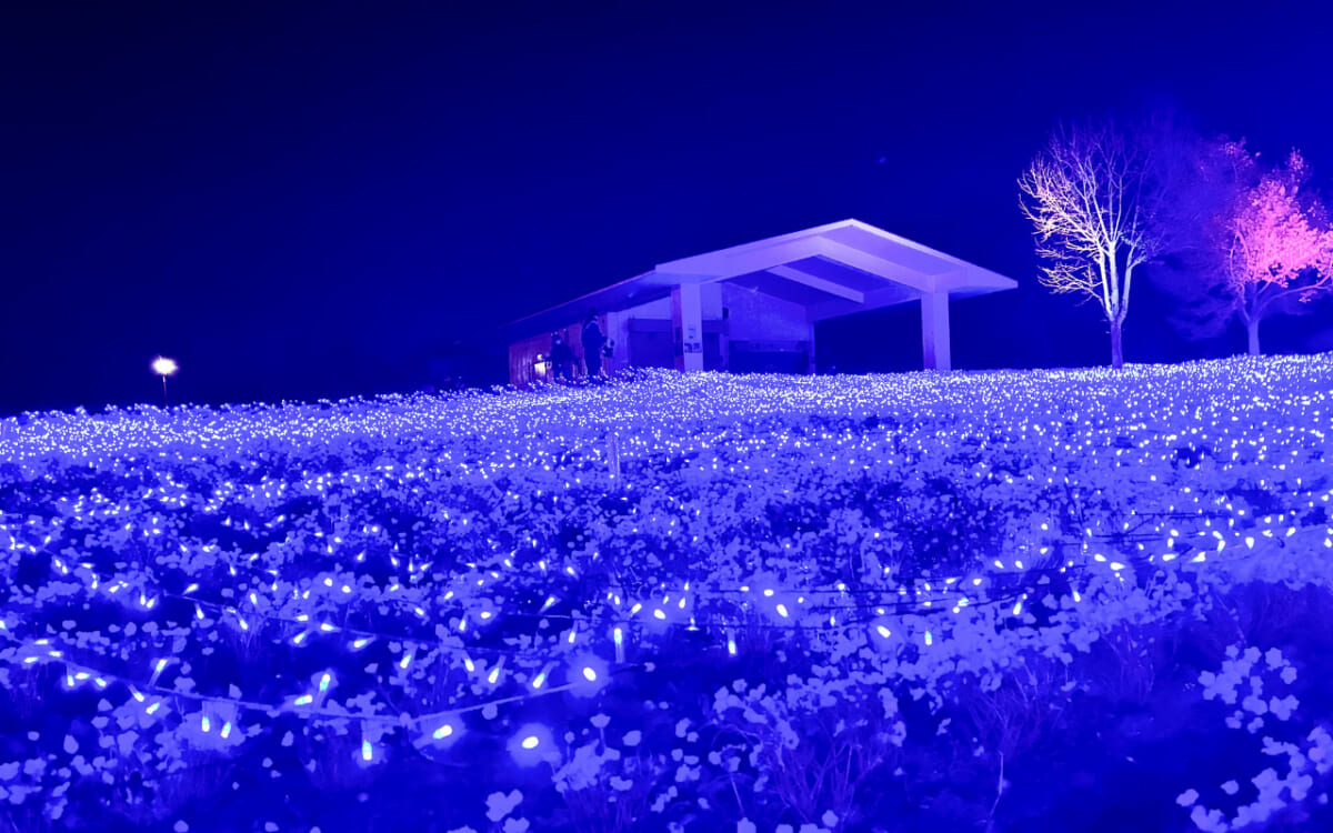 【入場無料】東京都内でネモフィラとイルミネーションを同時に見られる！場所と見どころを徹底紹介