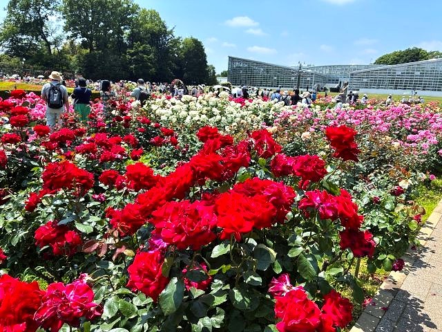 「神代植物公園」の「春のバラフェスタ」のバラ