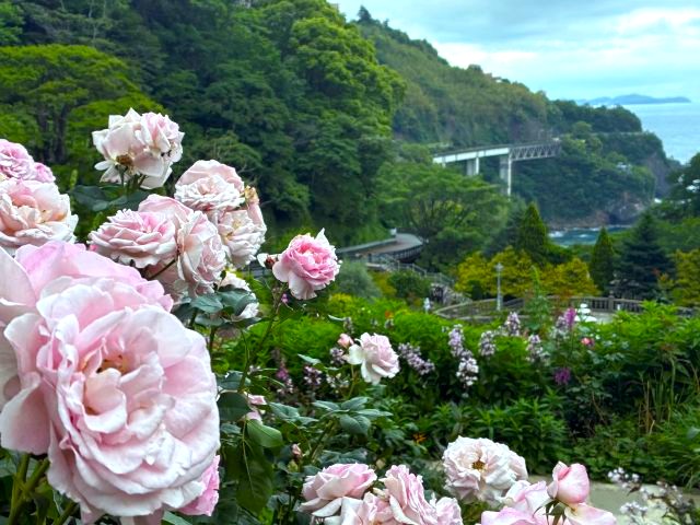 「ACAO FOREST」の「ACAO ROSE FESTA 2026」