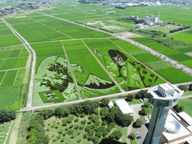 田んぼアート
