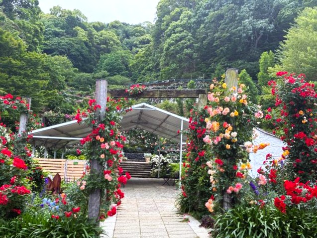 「ACAO FOREST」の「ACAO ROSE FESTA 2026」の「ウエディングガーデン」